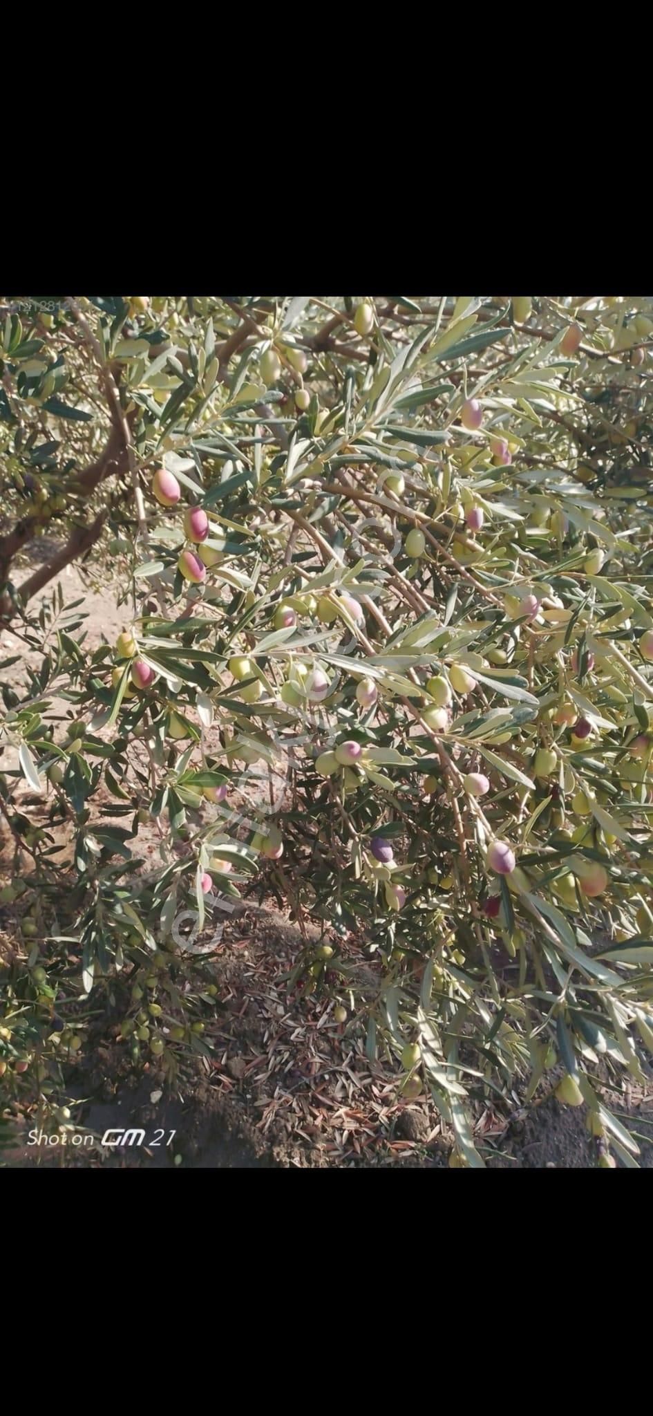 Manisa/akhisar Zeytinliova ' Da Zeytinlik - 17 Dönüm - Görsel 5