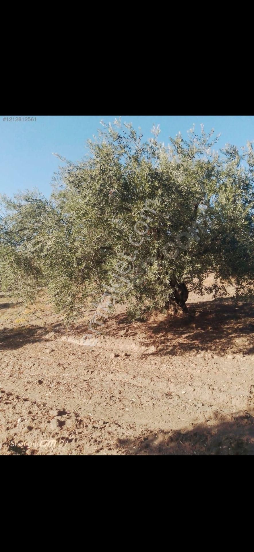 Manisa/akhisar Zeytinliova ' Da Zeytinlik - 17 Dönüm - Görsel 6