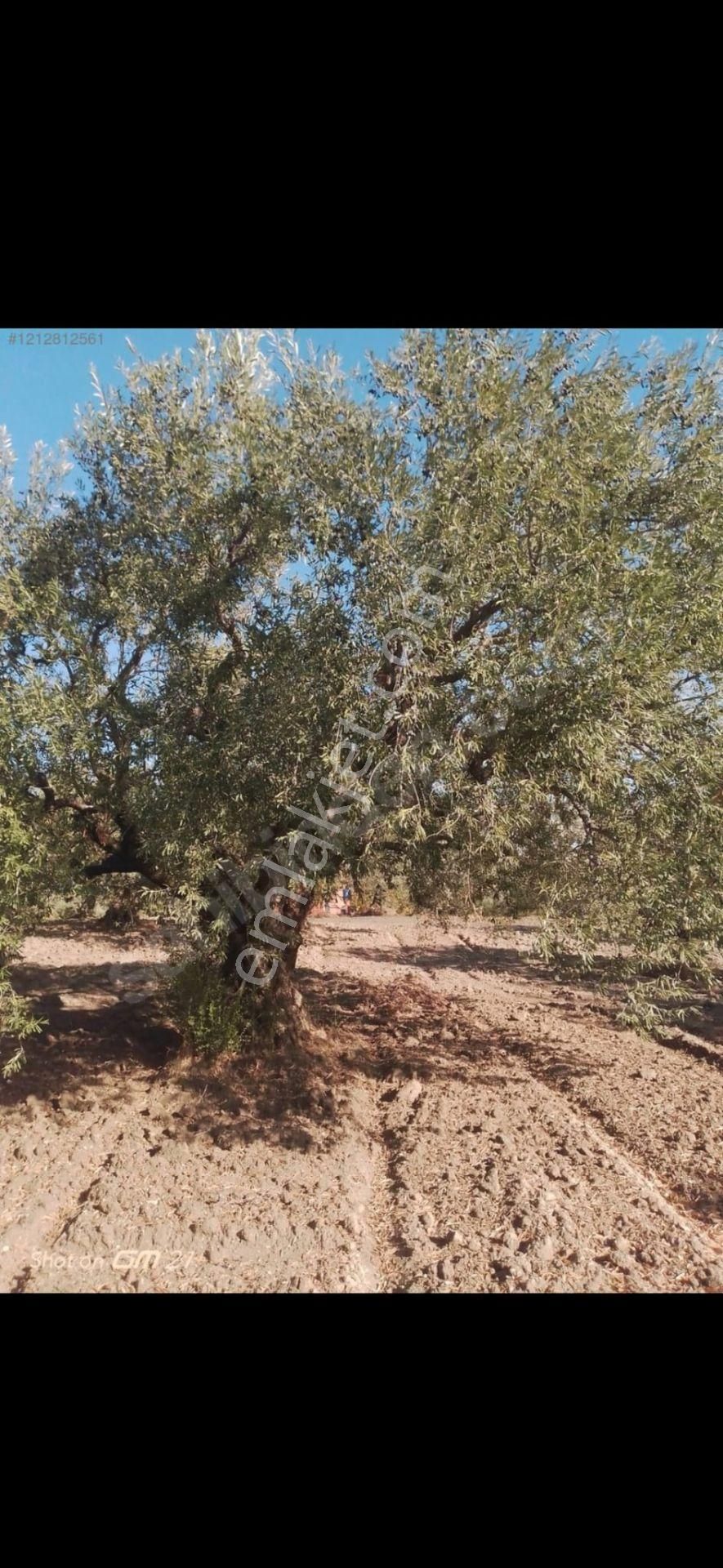 Manisa/akhisar Zeytinliova ' Da Zeytinlik - 17 Dönüm