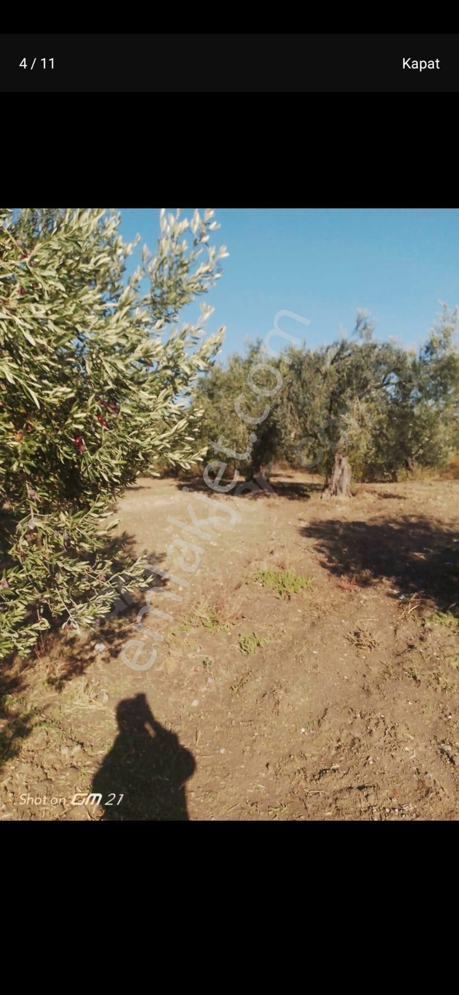Manisa/akhisar Zeytinliova ' Da Zeytinlik - 17 Dönüm - Görsel 4