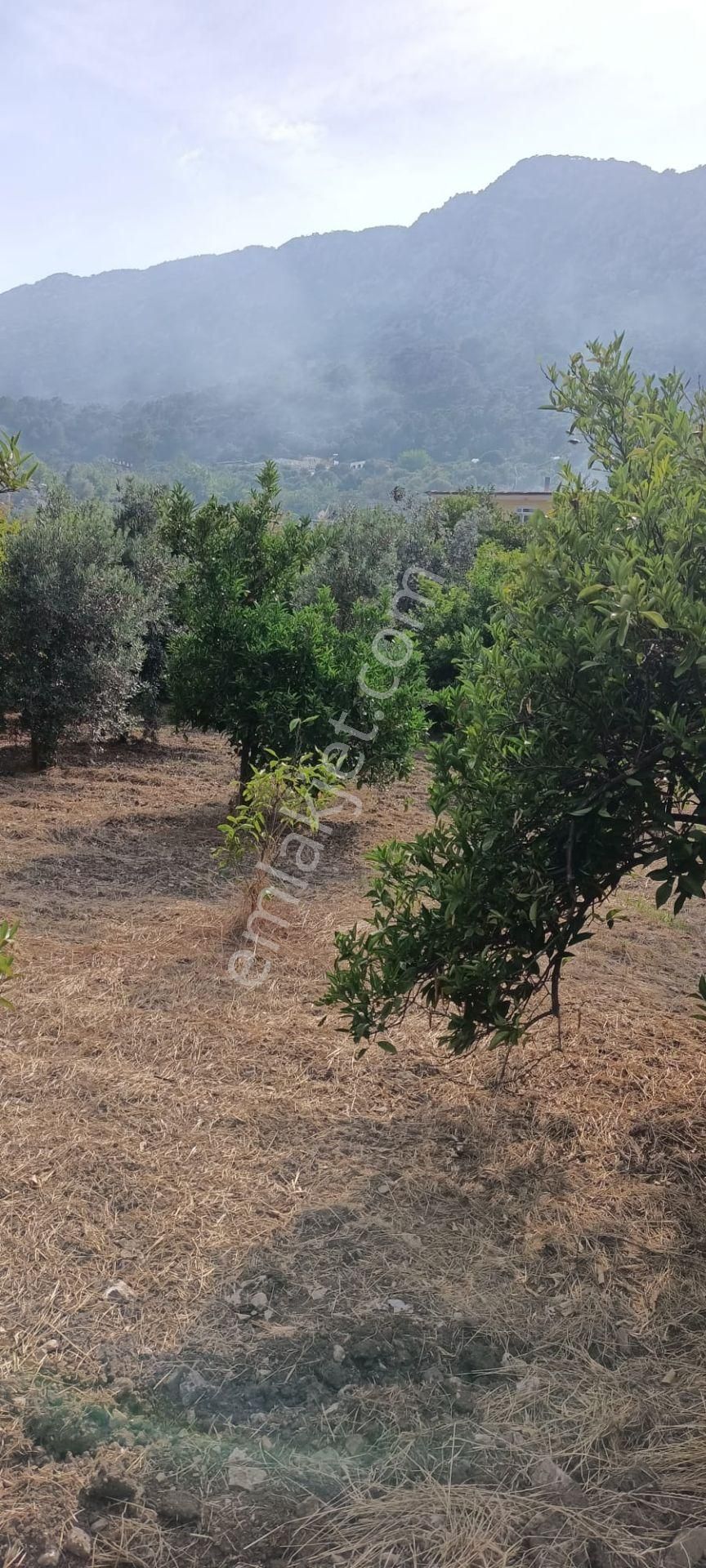 Kumluca Adrasanda Satılık Arsa-tarla( Dönüm Fiyatı) - Görsel 19