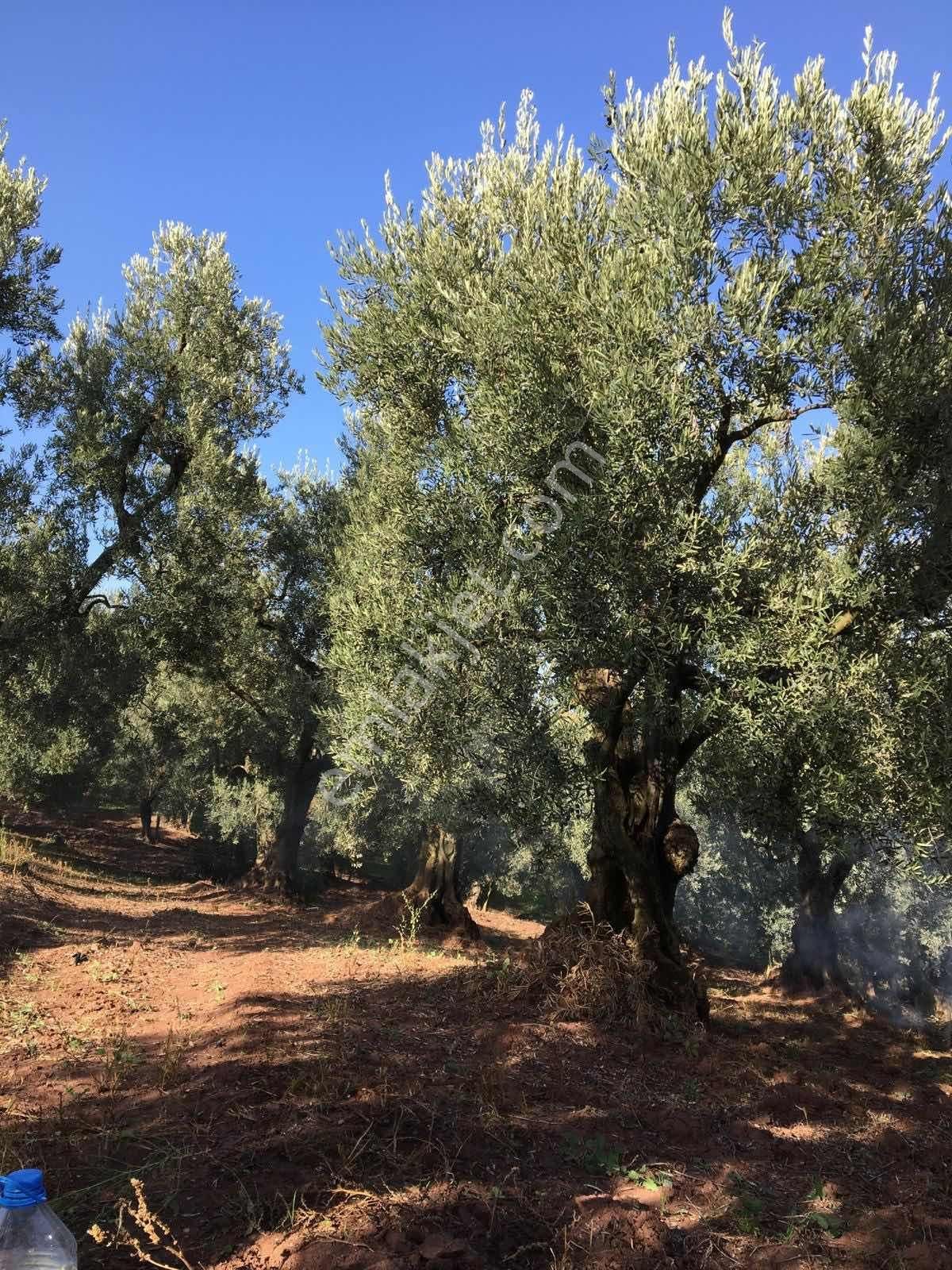 Manastır Emlak'tan Muratobada Satılık Zeytinlik..!