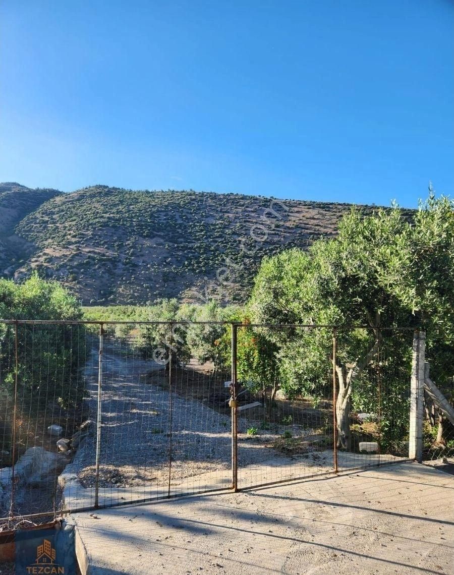 🌿 Asfalta Sıfır 5.5 Dönüm Zeytinlik | 400 Ağaç | Su Sorunu Yok | Takaslı - Görsel 3