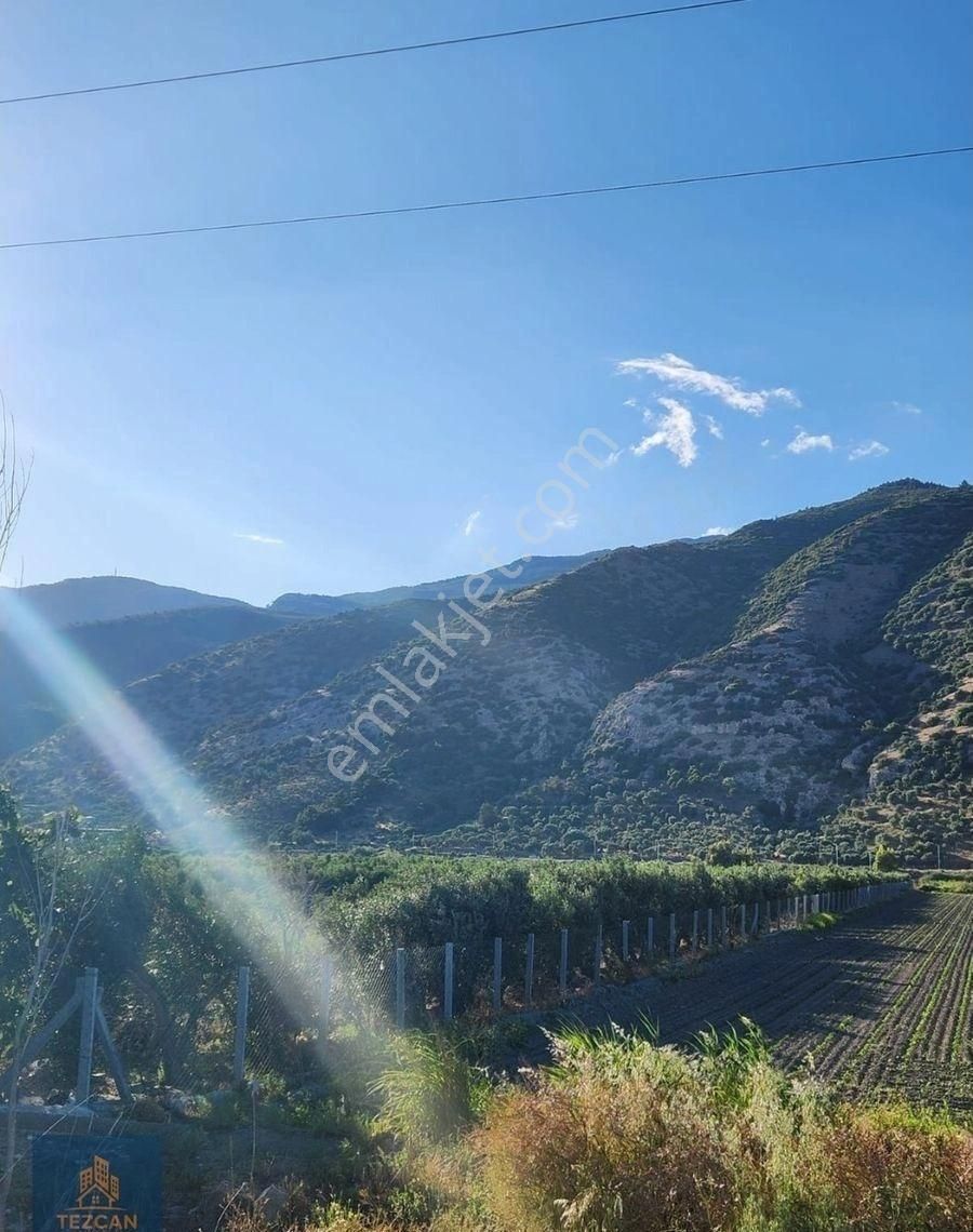 🌿 Asfalta Sıfır 5.5 Dönüm Zeytinlik | 400 Ağaç | Su Sorunu Yok | Takaslı - Görsel 4