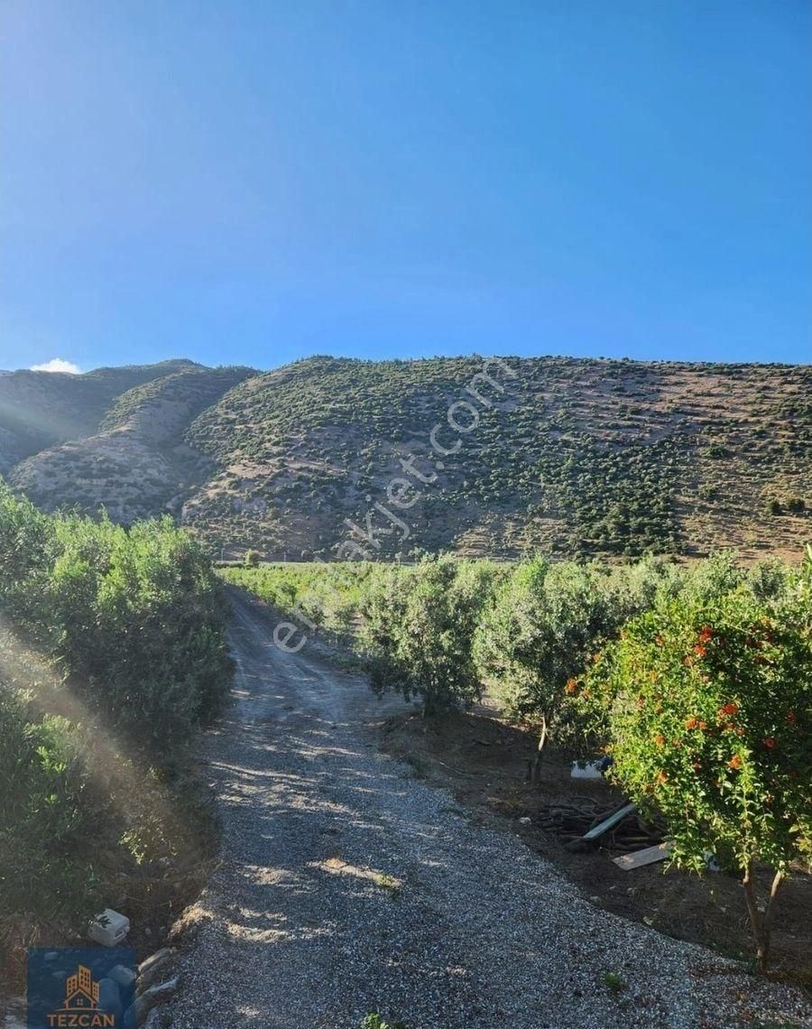 🌿 Asfalta Sıfır 5.5 Dönüm Zeytinlik | 400 Ağaç | Su Sorunu Yok | Takaslı - Görsel 2
