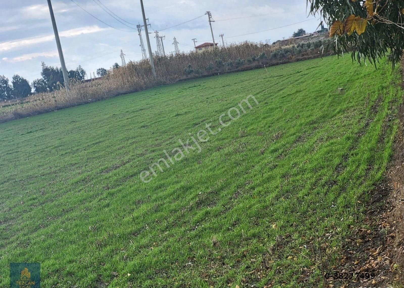 🌿 Söke Atburgazi Mahallesinde Asfalta Sıfır 2.5 Dönüm Satılık Zeytinlik - Görsel 5