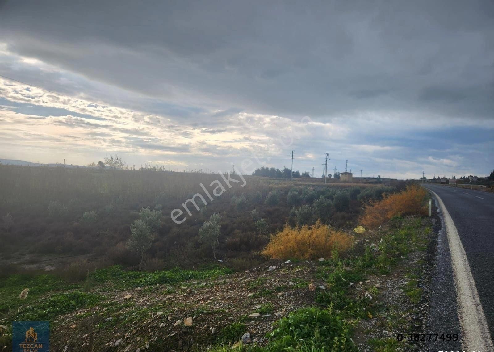 🌿 Söke Atburgazi Mahallesinde Asfalta Sıfır 2.5 Dönüm Satılık Zeytinlik