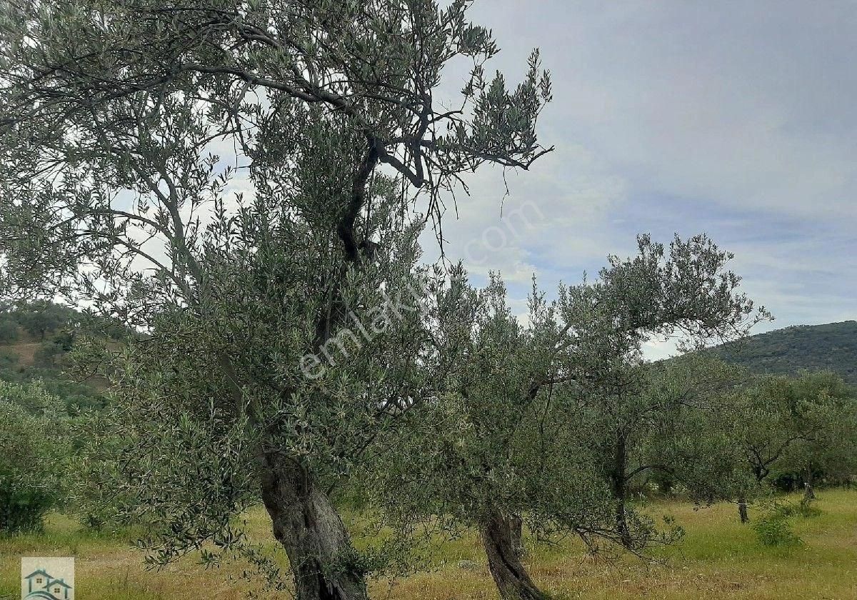 Burhaniye, Bahadınlı Köyü'nde 13.160 M2 Satılık Zeytinlik - Görsel 3