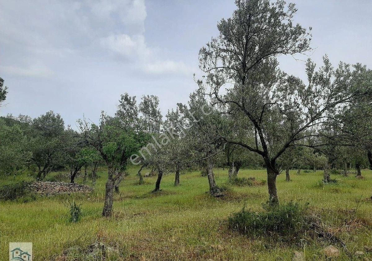 Burhaniye, Bahadınlı Köyü'nde 13.160 M2 Satılık Zeytinlik - Görsel 7