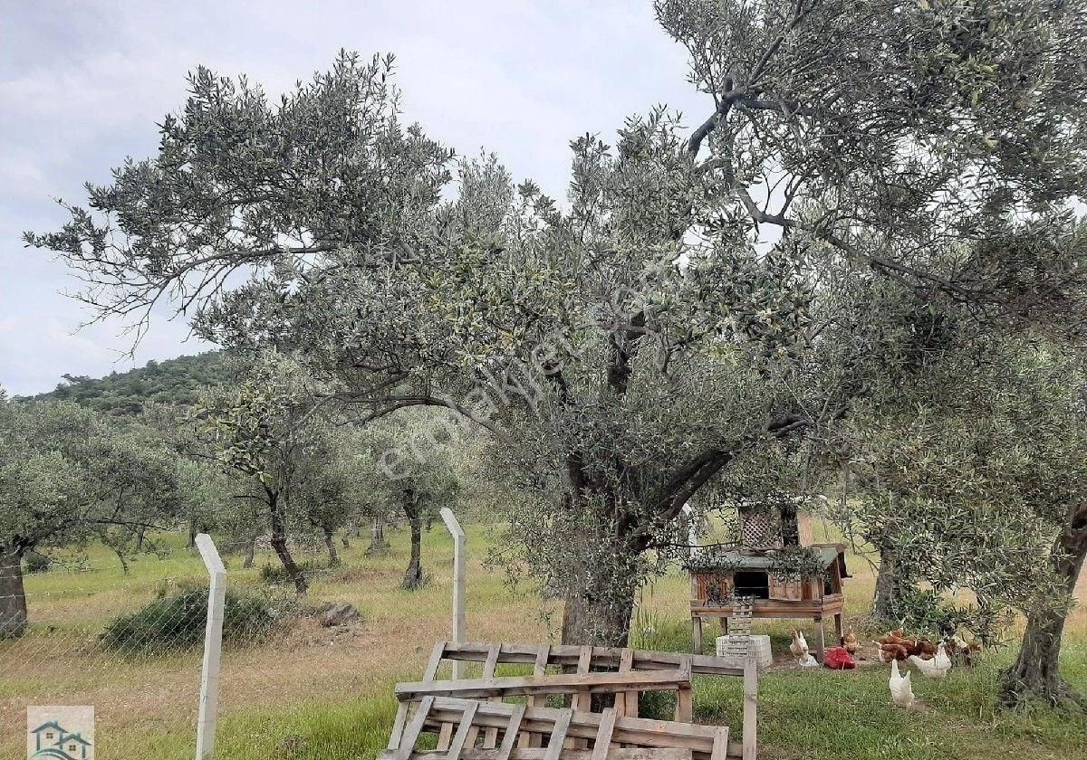 Burhaniye, Bahadınlı Köyü'nde 13.160 M2 Satılık Zeytinlik - Görsel 4
