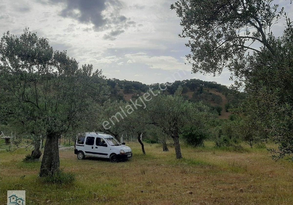 Burhaniye, Bahadınlı Köyü'nde 13.160 M2 Satılık Zeytinlik - Görsel 9