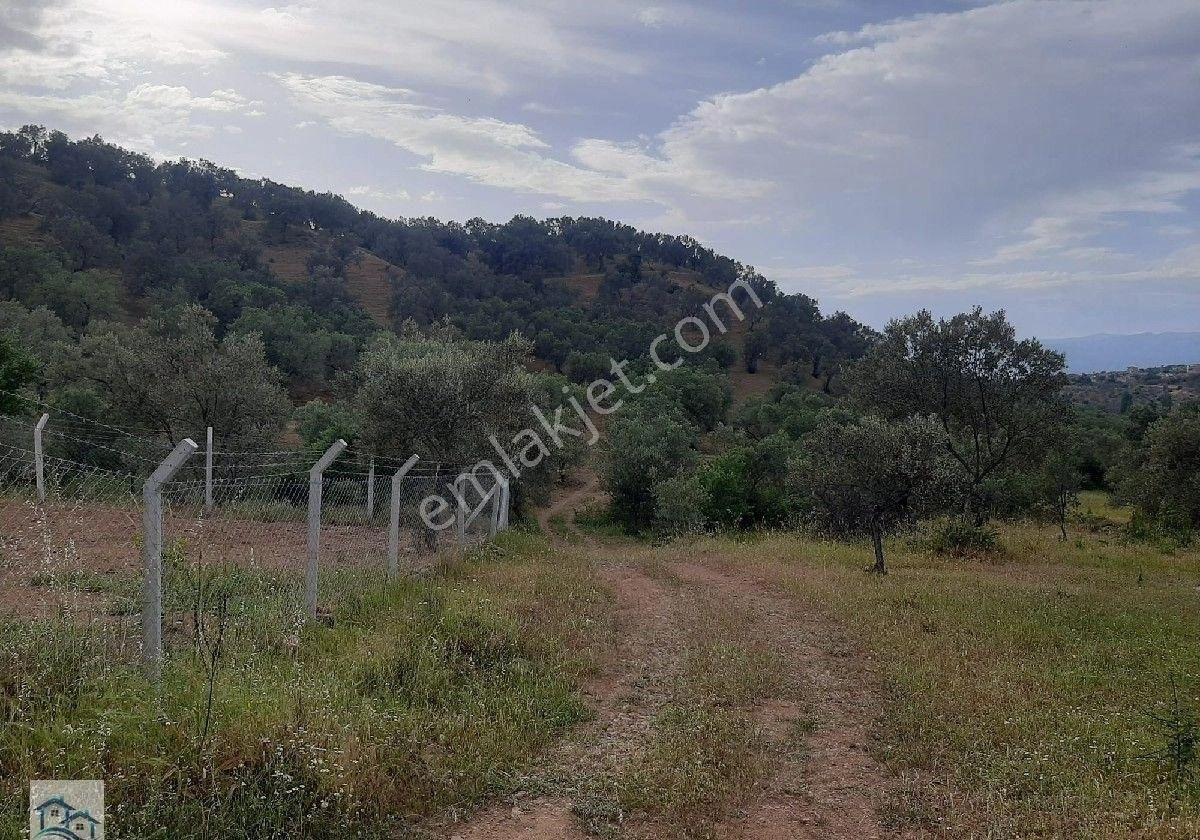 Burhaniye, Bahadınlı Köyü'nde 13.160 M2 Satılık Zeytinlik - Görsel 8
