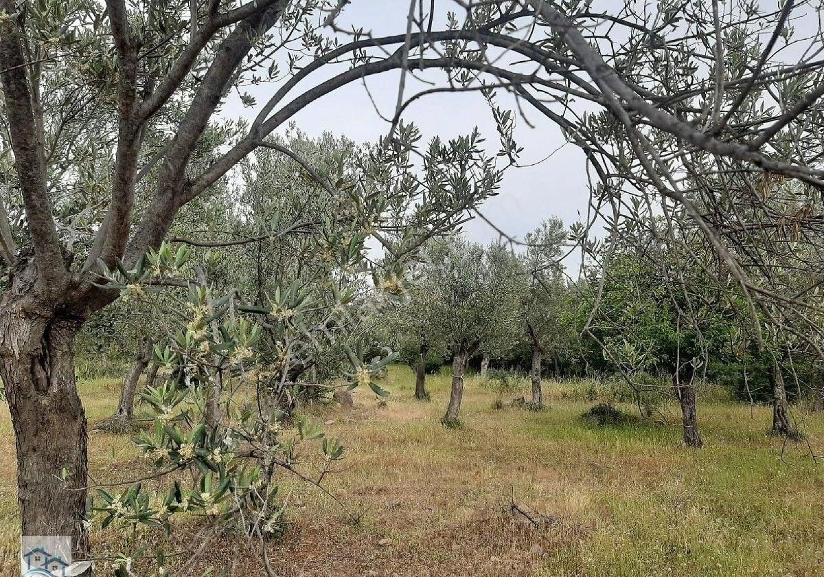 Burhaniye, Bahadınlı Köyü'nde 13.160 M2 Satılık Zeytinlik - Görsel 10