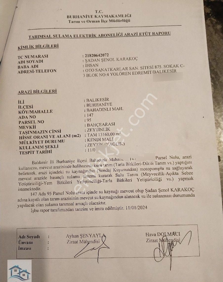 Burhaniye, Bahadınlı Köyü'nde 13.160 M2 Satılık Zeytinlik - Görsel 14