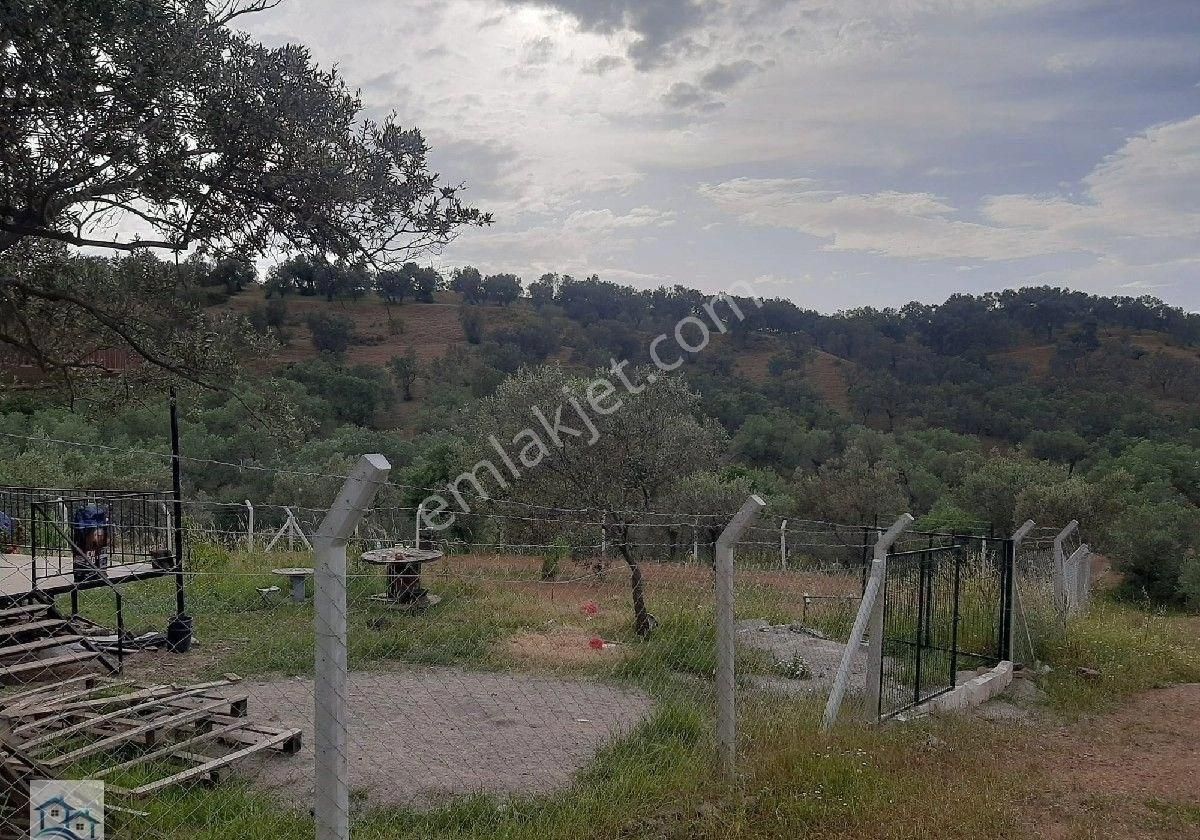 Burhaniye, Bahadınlı Köyü'nde 13.160 M2 Satılık Zeytinlik - Görsel 13
