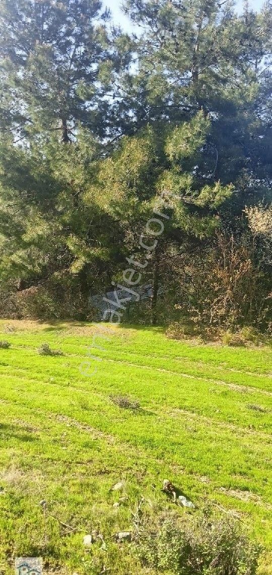 Kınık, Büyükoba Da 17 Dönüm 630 M2 Satılıktarla