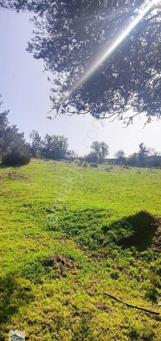 Kınık, Büyükoba Da 17 Dönüm 630 M2 Satılıktarla - Görsel 11