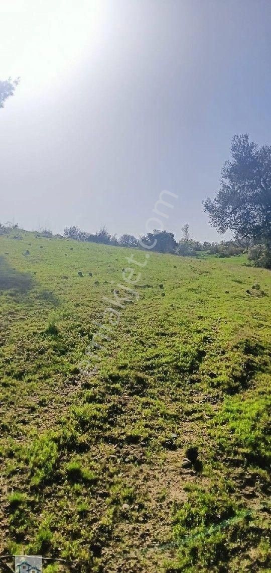 Kınık, Büyükoba Da 17 Dönüm 630 M2 Satılıktarla - Görsel 6