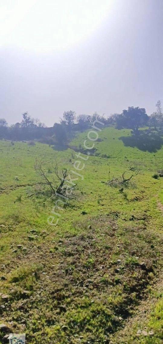 Kınık, Büyükoba Da 17 Dönüm 630 M2 Satılıktarla - Görsel 14