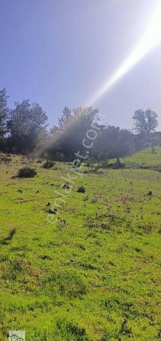 Kınık, Büyükoba Da 17 Dönüm 630 M2 Satılıktarla - Görsel 13