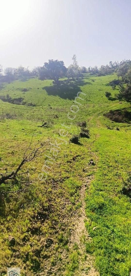 Kınık, Büyükoba Da 17 Dönüm 630 M2 Satılıktarla - Görsel 4