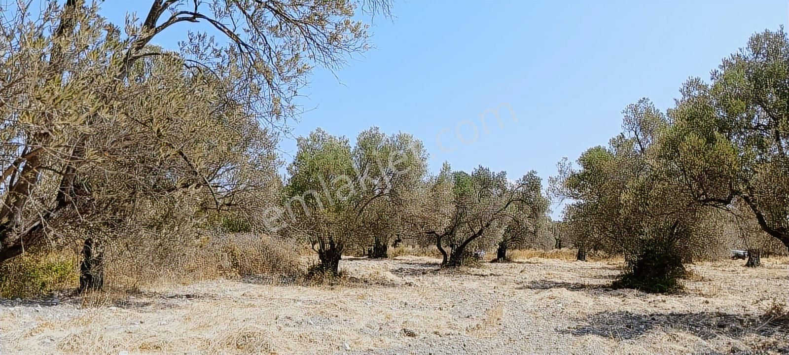 Ayvalık, Fethiye'de 5.451 M2 Satılık Zeytinlik - Görsel 2