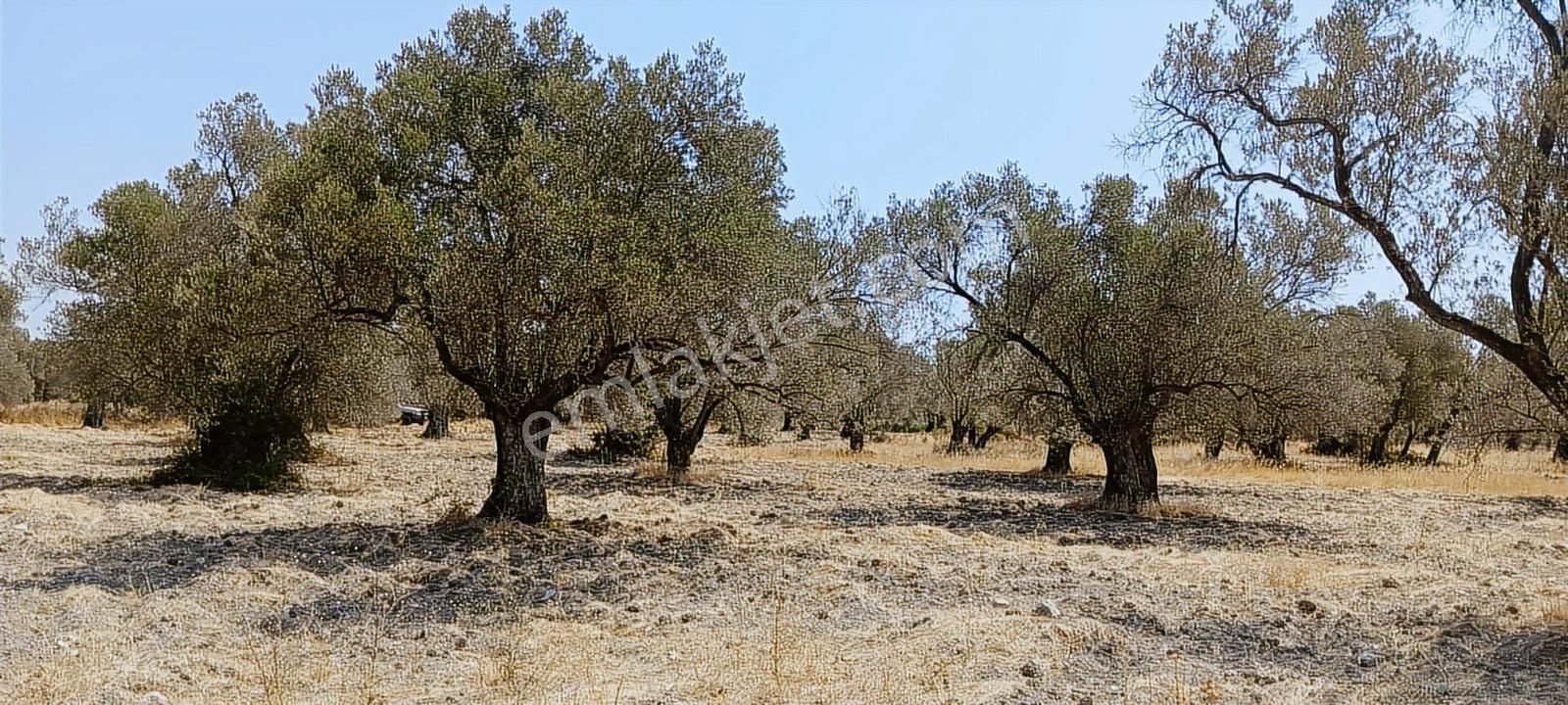 Ayvalık, Fethiye'de 5.451 M2 Satılık Zeytinlik - Görsel 3