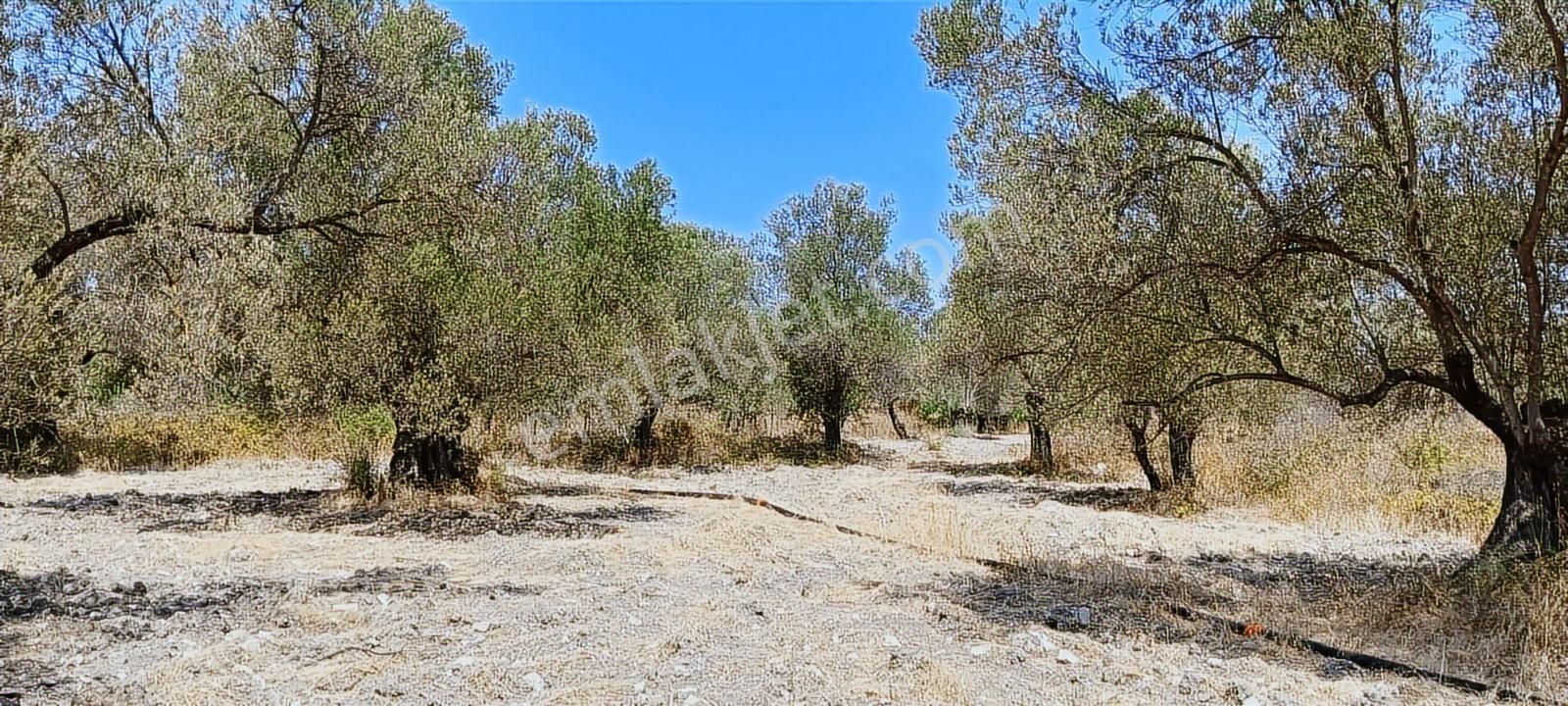 Ayvalık, Fethiye'de 5.451 M2 Satılık Zeytinlik - Görsel 10