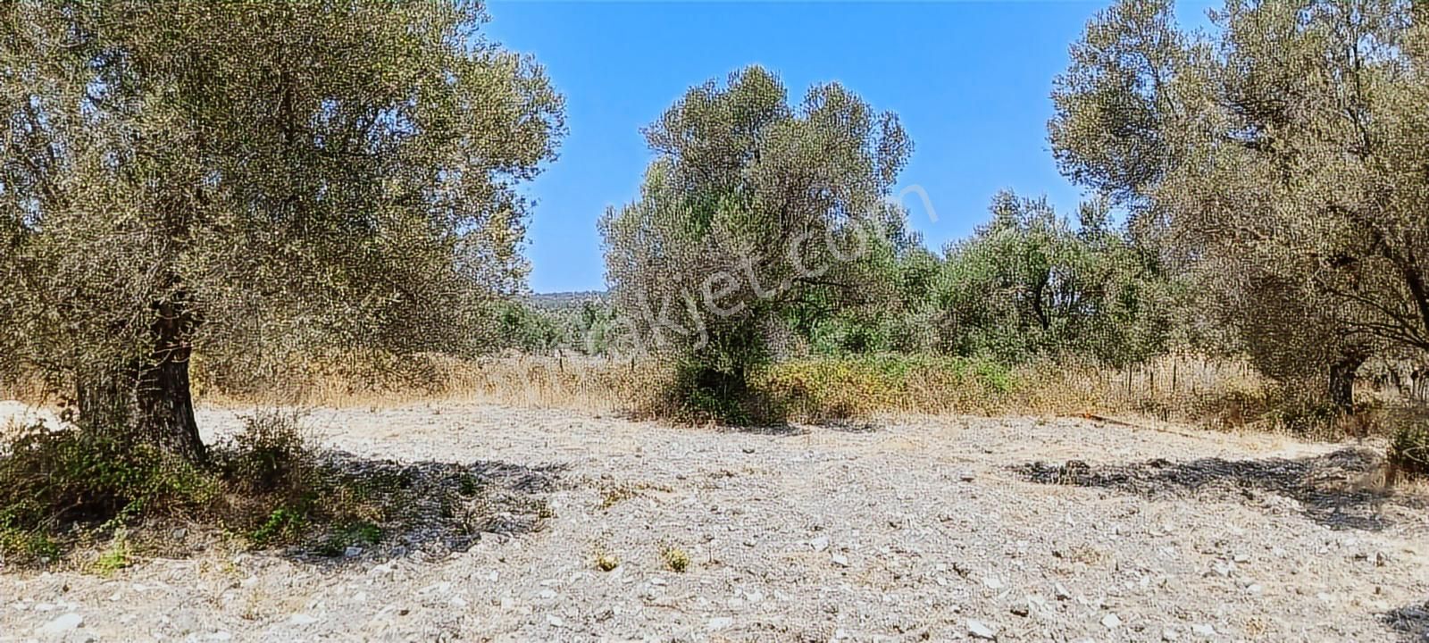 Ayvalık, Fethiye'de 5.451 M2 Satılık Zeytinlik - Görsel 5