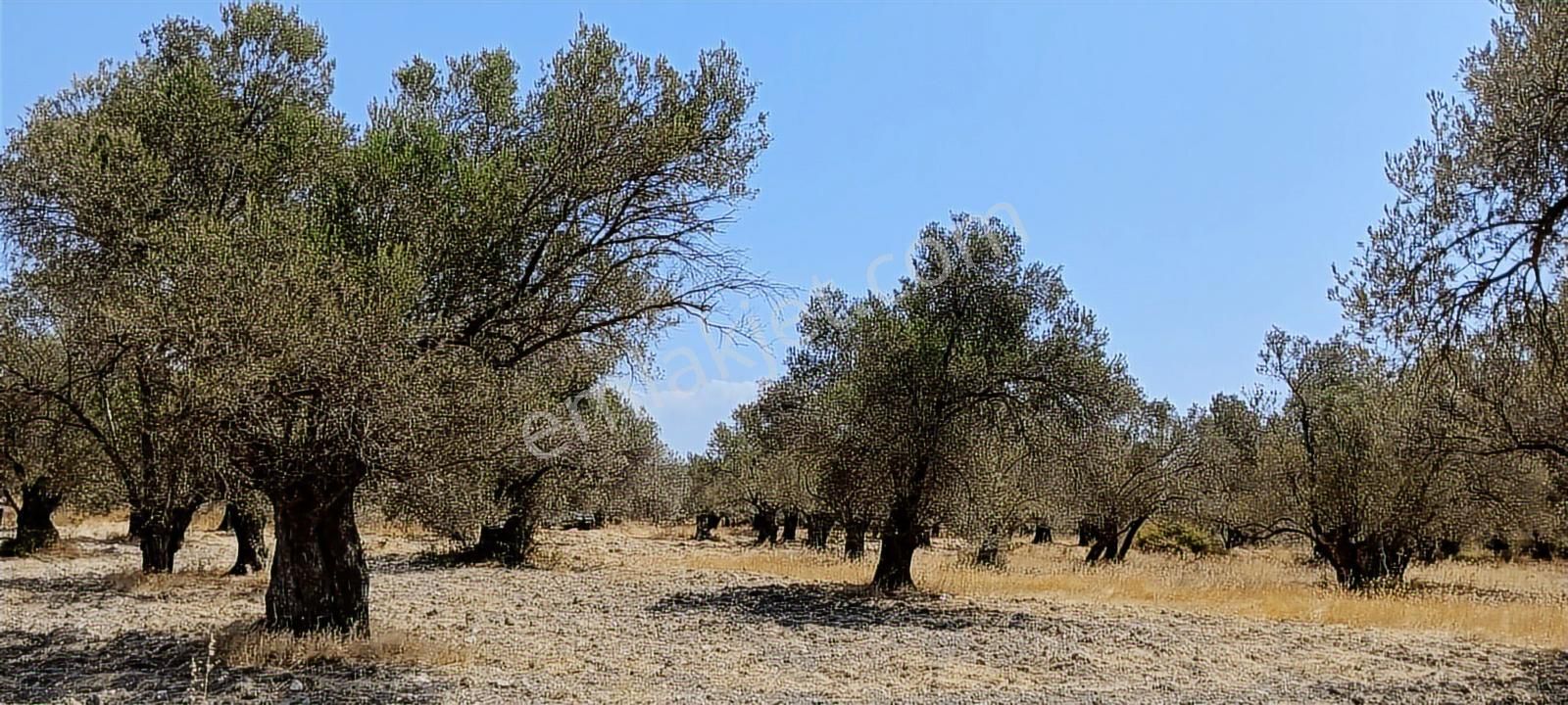 Ayvalık, Fethiye'de 5.451 M2 Satılık Zeytinlik - Görsel 7