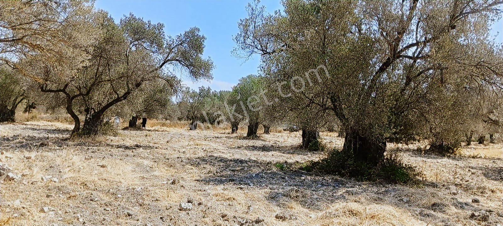 Ayvalık, Fethiye'de 5.451 M2 Satılık Zeytinlik