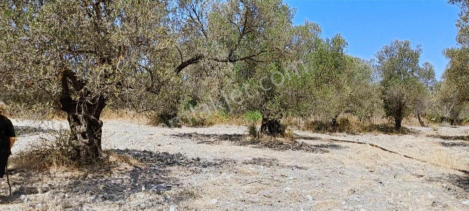 Ayvalık, Fethiye'de 5.451 M2 Satılık Zeytinlik - Görsel 9