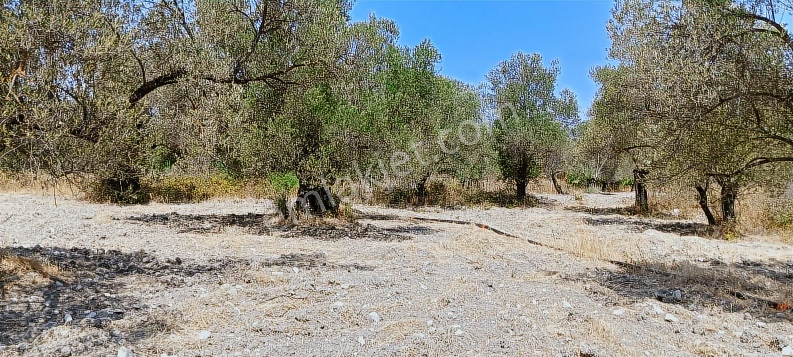 Ayvalık, Fethiye'de 5.451 M2 Satılık Zeytinlik - Görsel 11