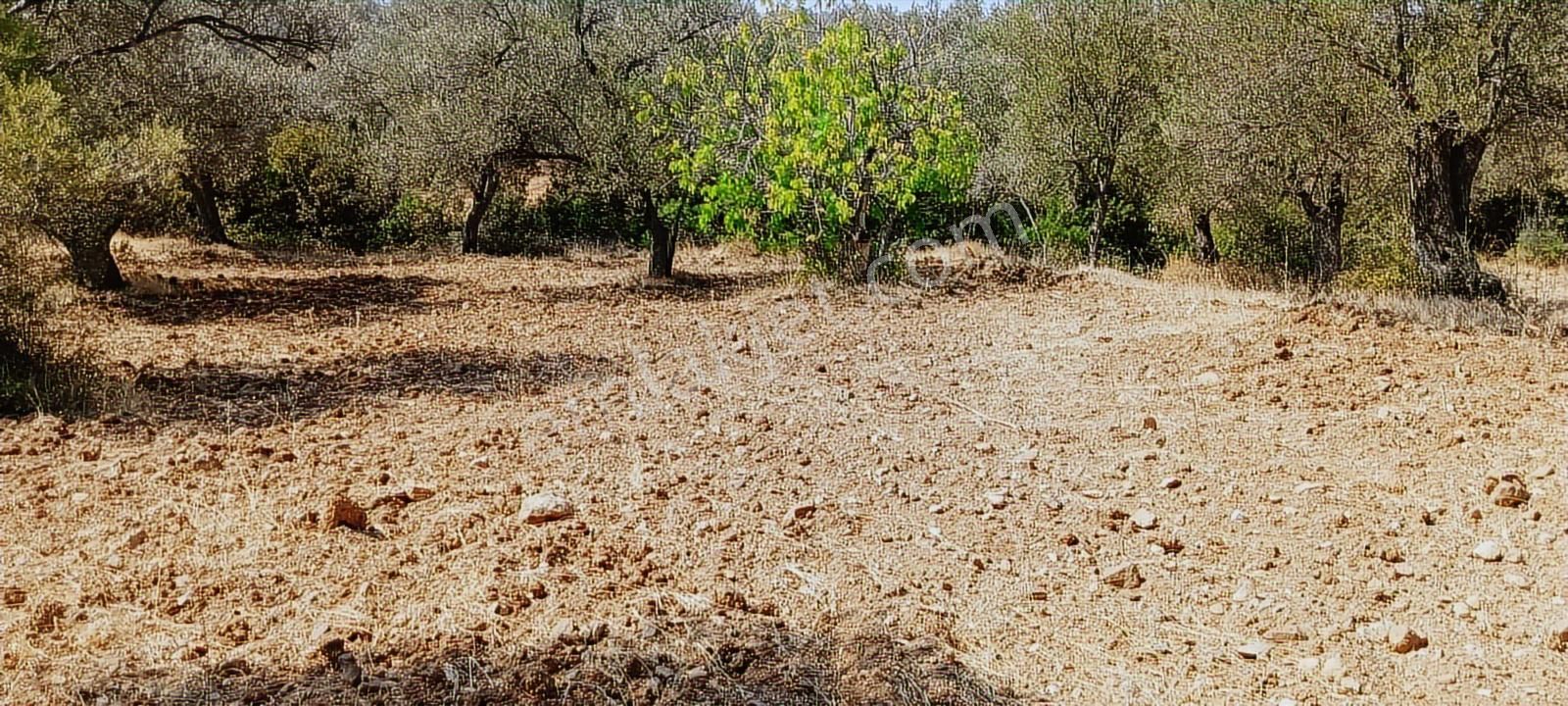 Ayvalık, Gazikemalpaşa' Da 3.456 M2 Satılık Zeytinlik - Görsel 14