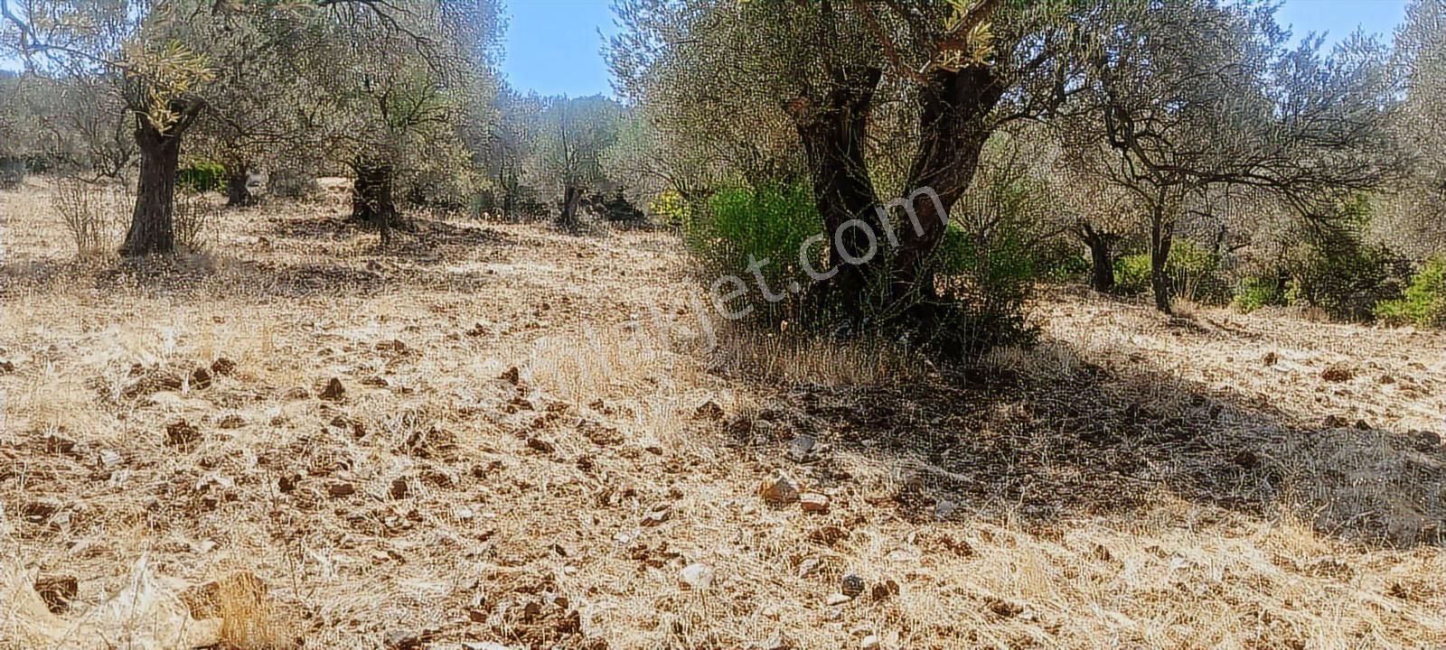 Ayvalık, Gazikemalpaşa' Da 3.456 M2 Satılık Zeytinlik - Görsel 8