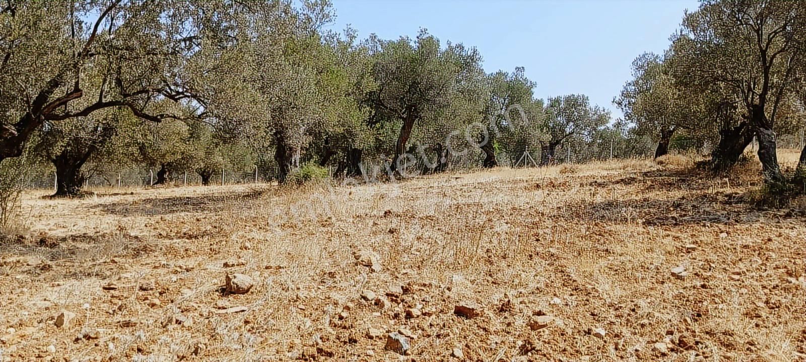 Ayvalık, Gazikemalpaşa' Da 3.456 M2 Satılık Zeytinlik - Görsel 11