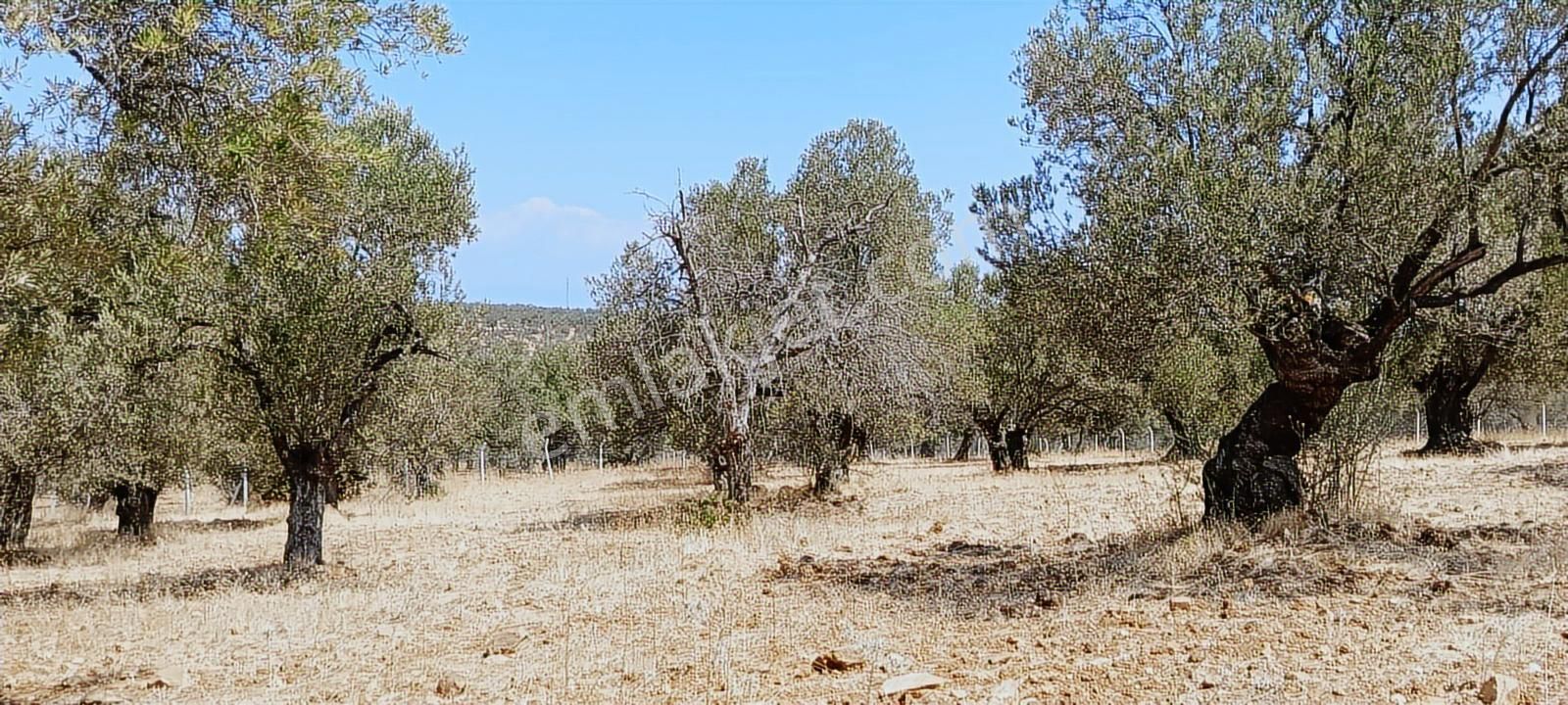 Ayvalık, Gazikemalpaşa' Da 3.456 M2 Satılık Zeytinlik - Görsel 4