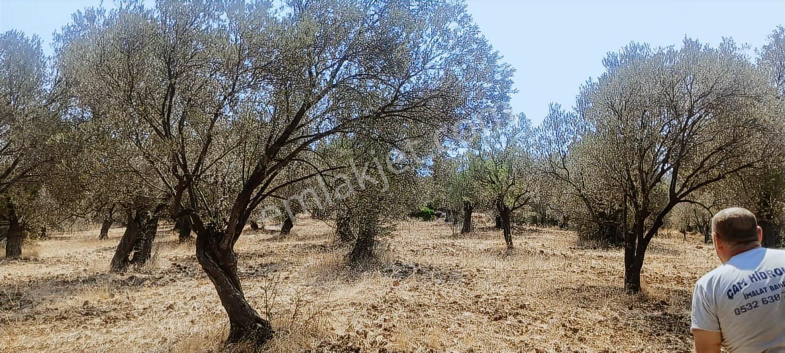 Ayvalık, Gazikemalpaşa' Da 3.456 M2 Satılık Zeytinlik