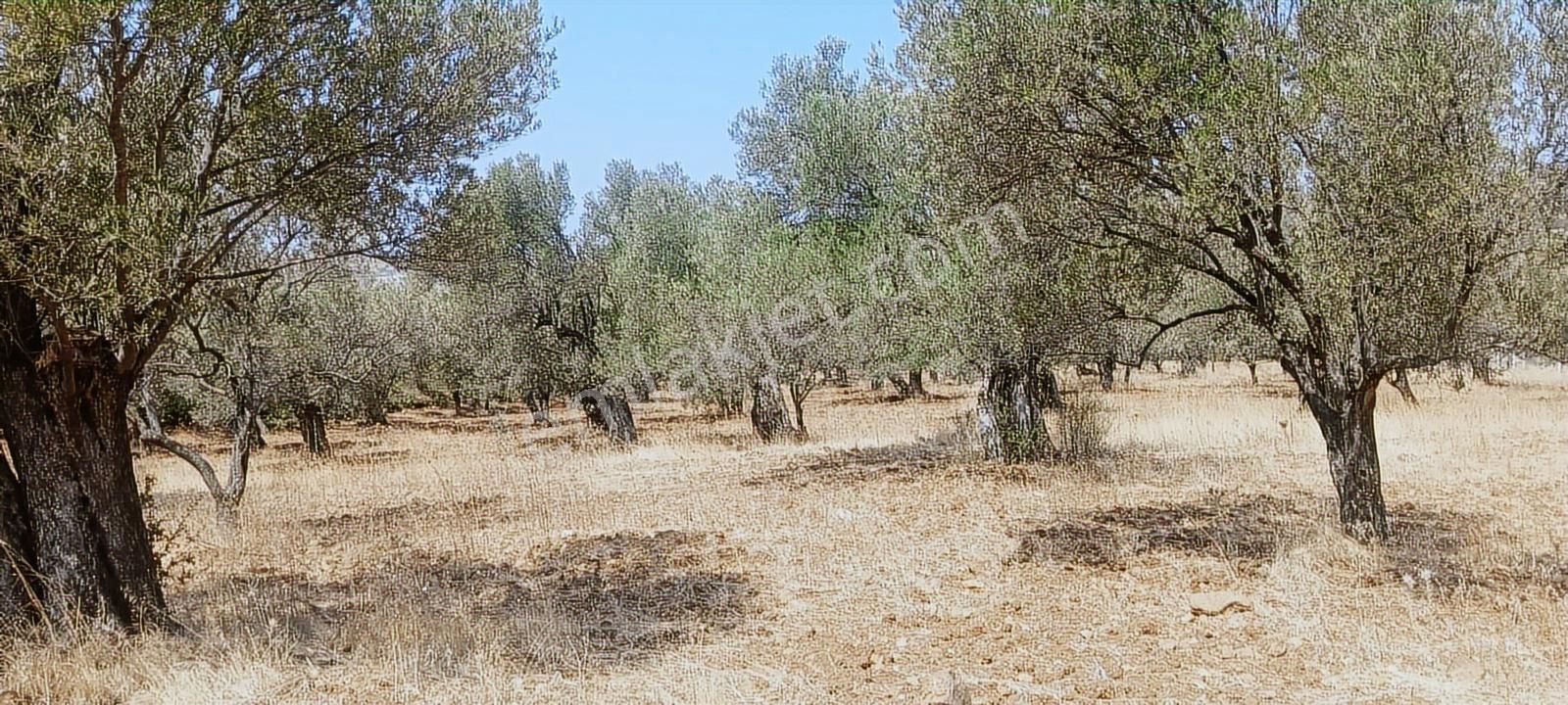 Ayvalık, Gazikemalpaşa' Da 3.456 M2 Satılık Zeytinlik - Görsel 9