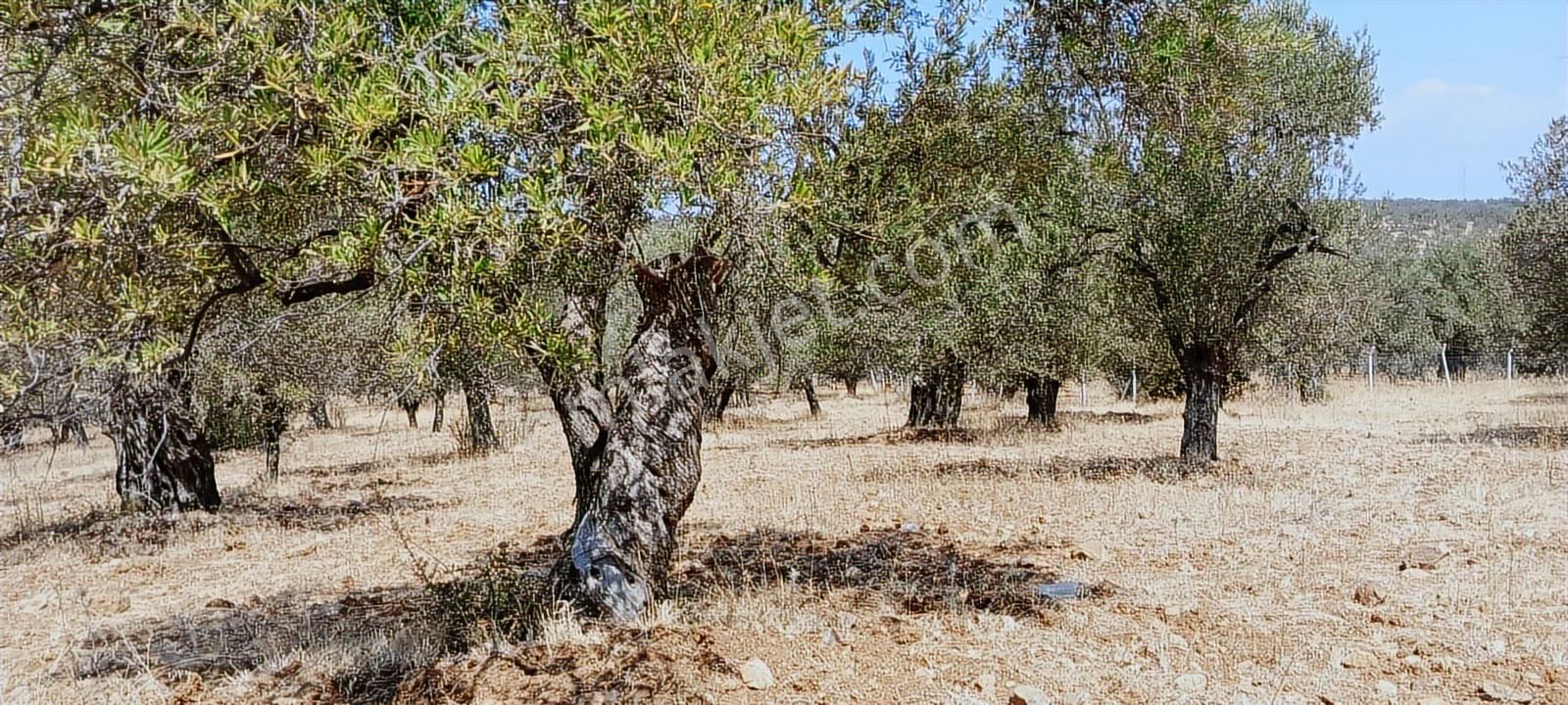 Ayvalık, Gazikemalpaşa' Da 3.456 M2 Satılık Zeytinlik - Görsel 10