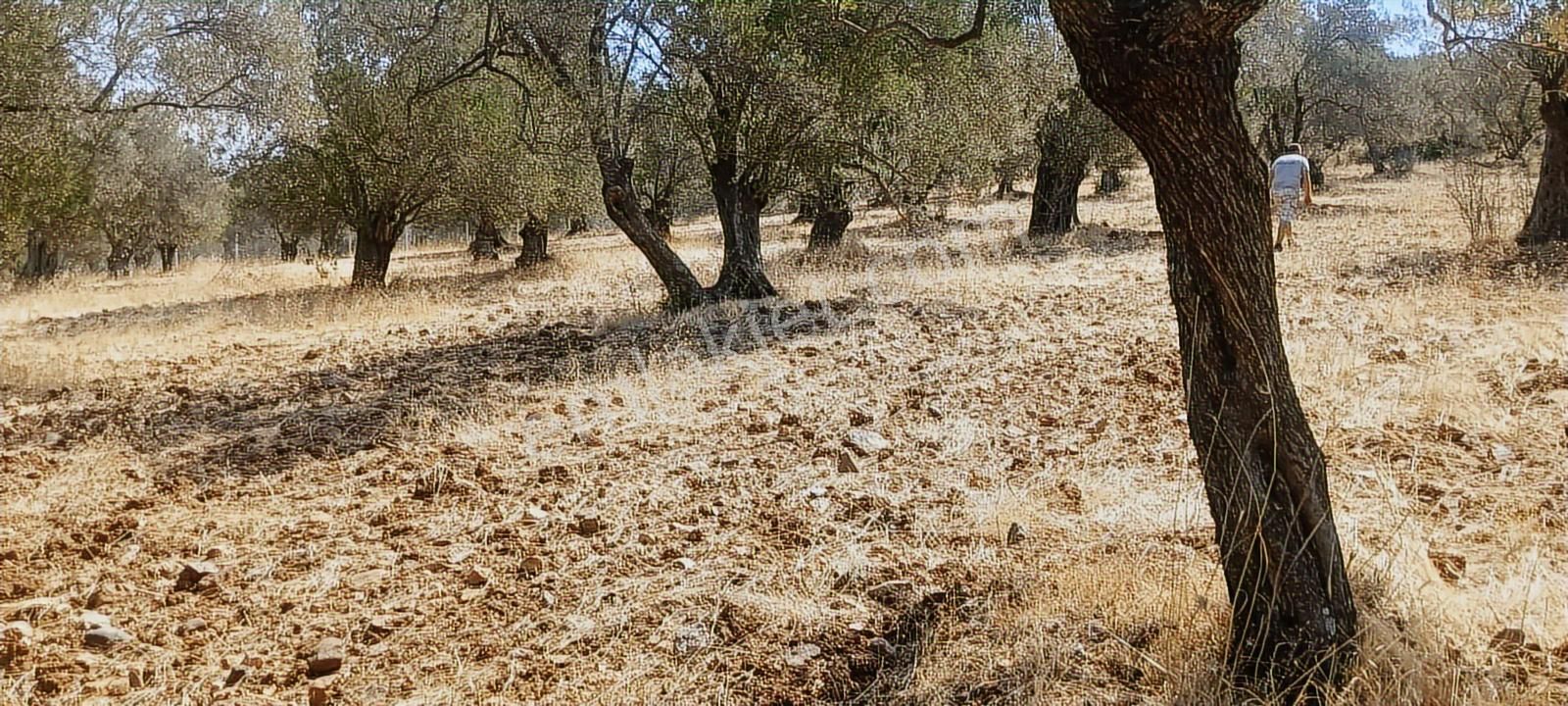 Ayvalık, Gazikemalpaşa' Da 3.456 M2 Satılık Zeytinlik - Görsel 7
