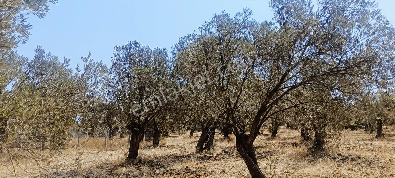 Ayvalık, Gazikemalpaşa' Da 3.456 M2 Satılık Zeytinlik - Görsel 13