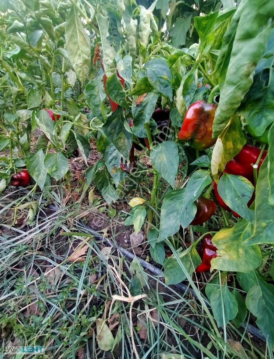 Kepsut Merkez De Balıkesir Kütahya Yolunda Satılık Hobi Bahçesi - Görsel 6