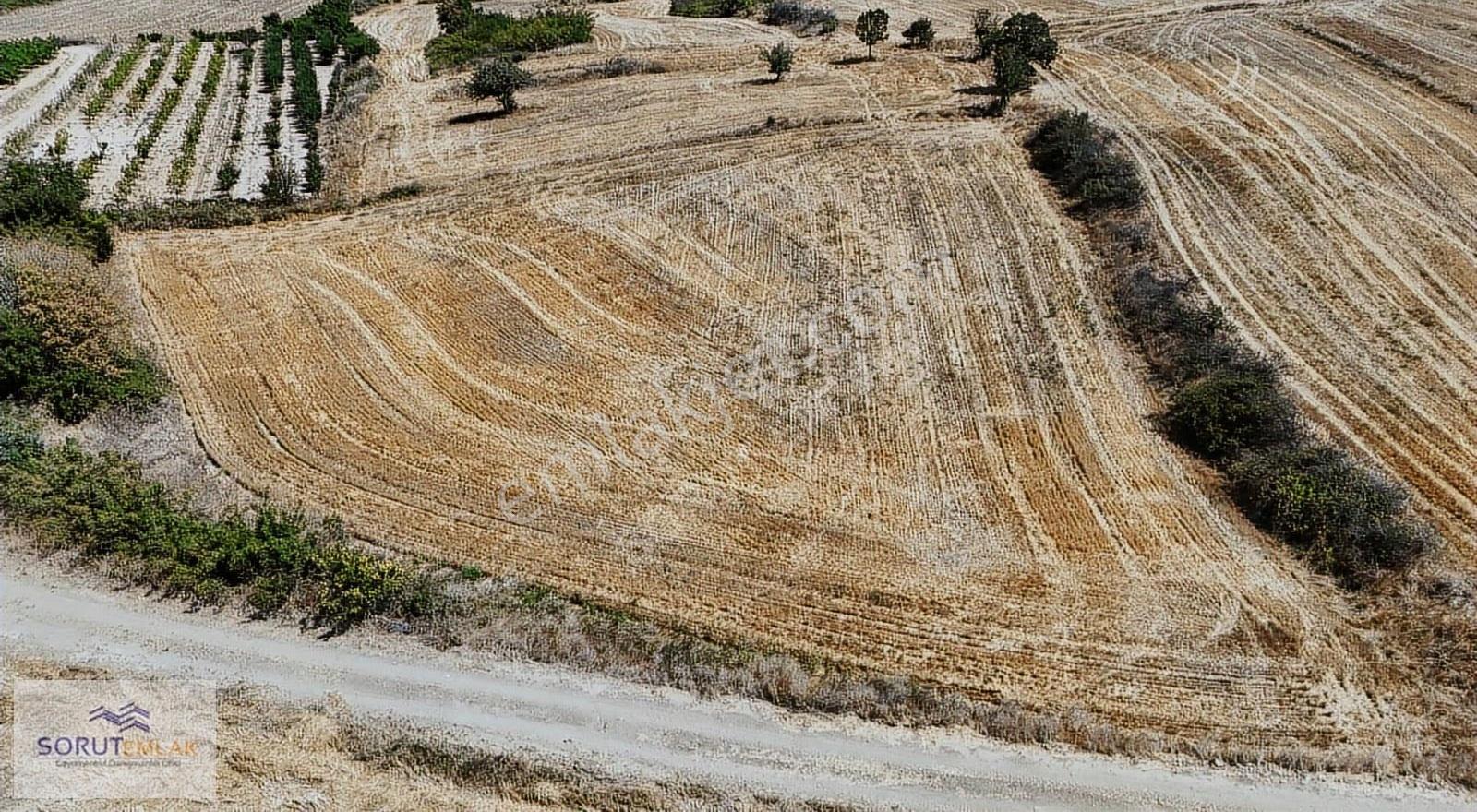 Mecidiye Sahil Yolunda Satılık 5.100 M² Tarım Arazisi - Görsel 13