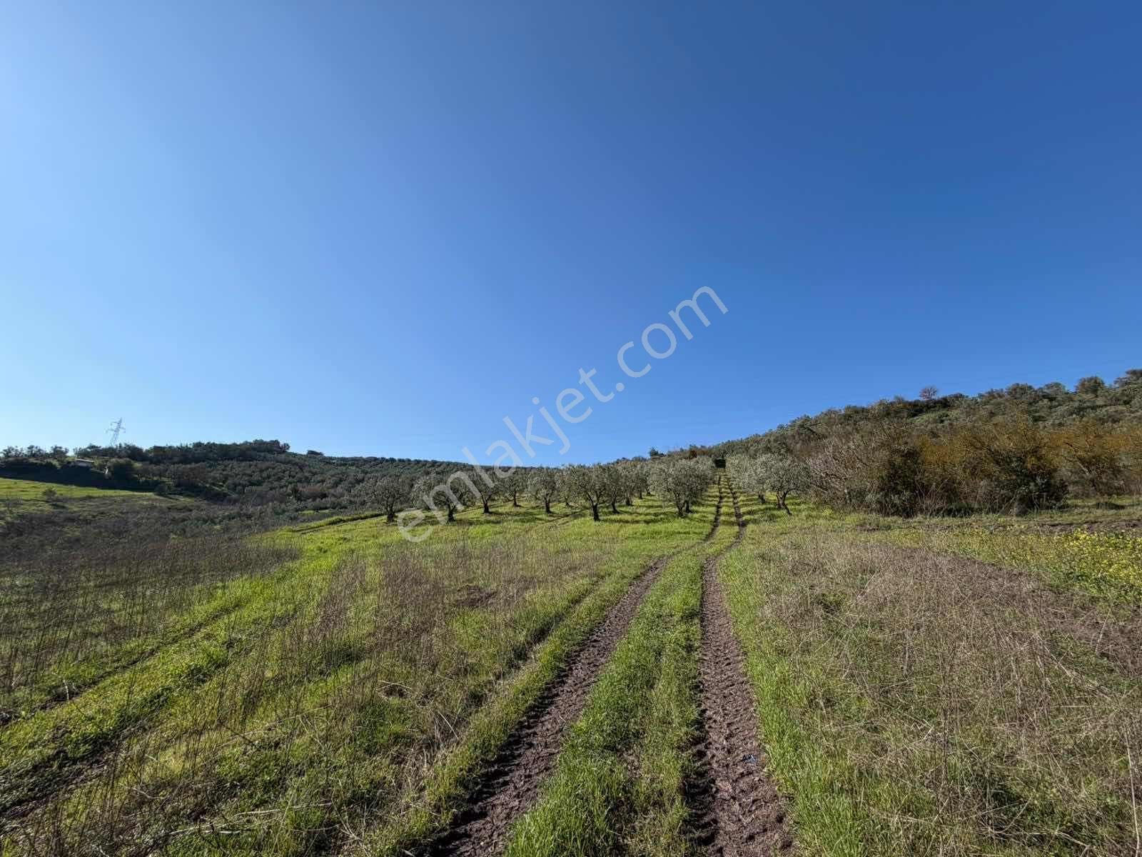 Gemlik Kurtul Yatırımlık 9690 M2 Fırsat Arazi Satılık - Görsel 4