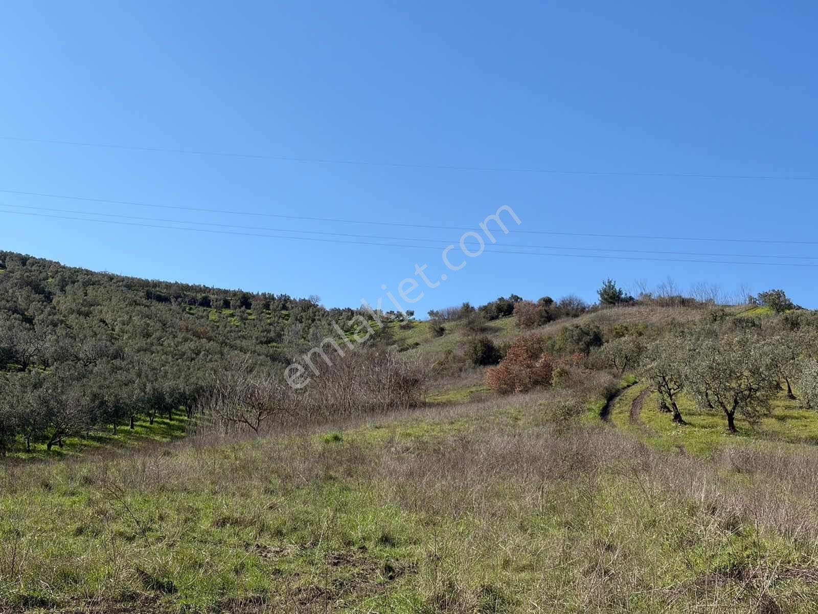 Gemlik Kurtul Yatırımlık 9690 M2 Fırsat Arazi Satılık - Görsel 3