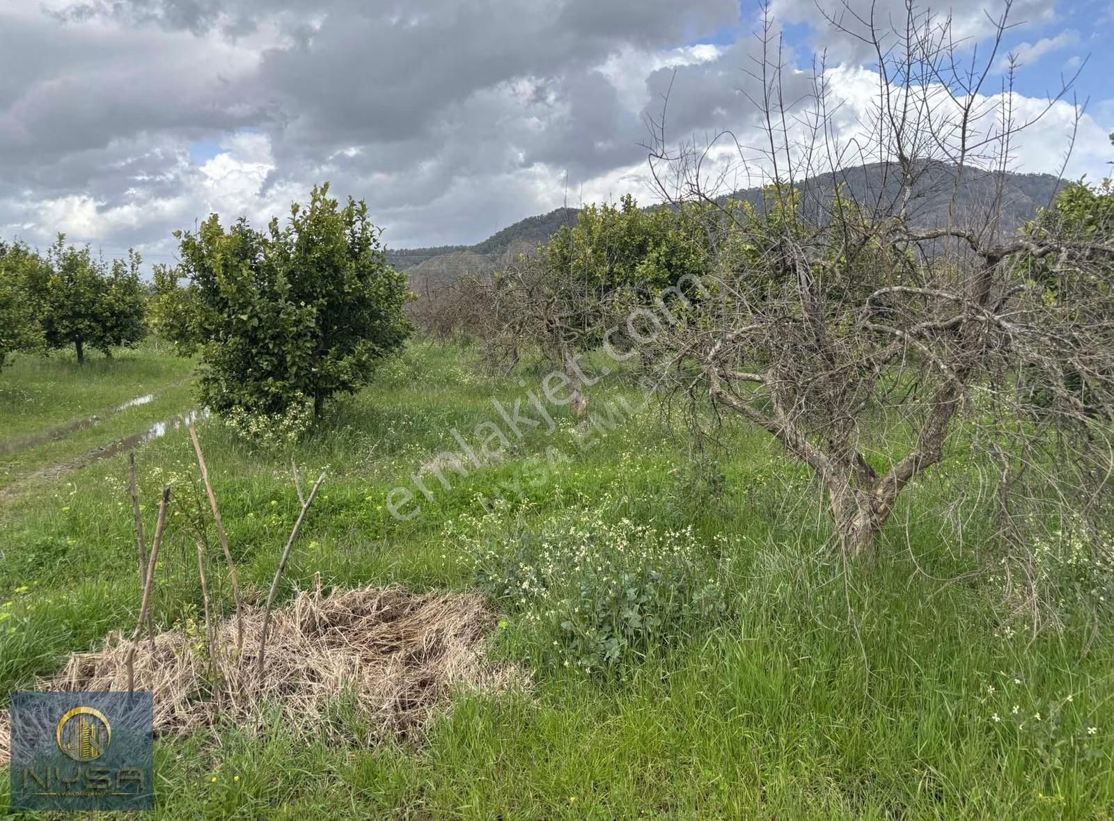 Nysa Emlak'tan Satılık 20 Dönüm Hisseli Tarla - Görsel 10
