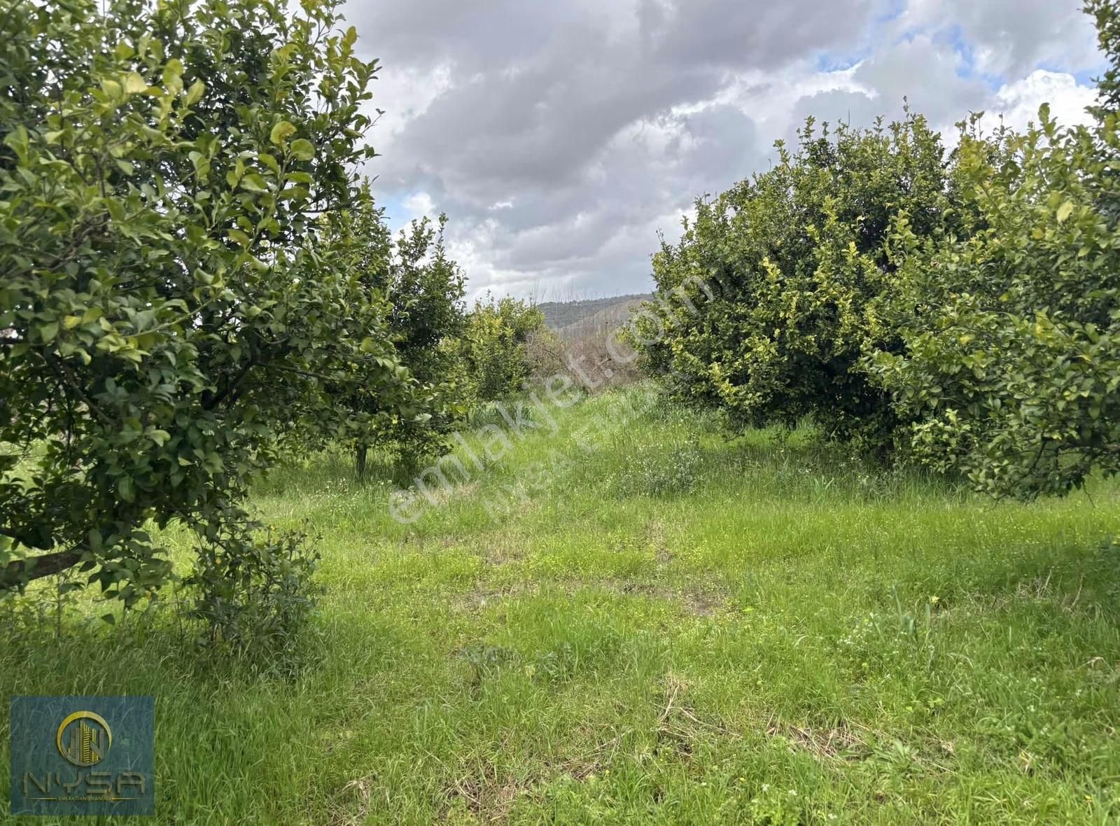 Nysa Emlak'tan Satılık 20 Dönüm Hisseli Tarla