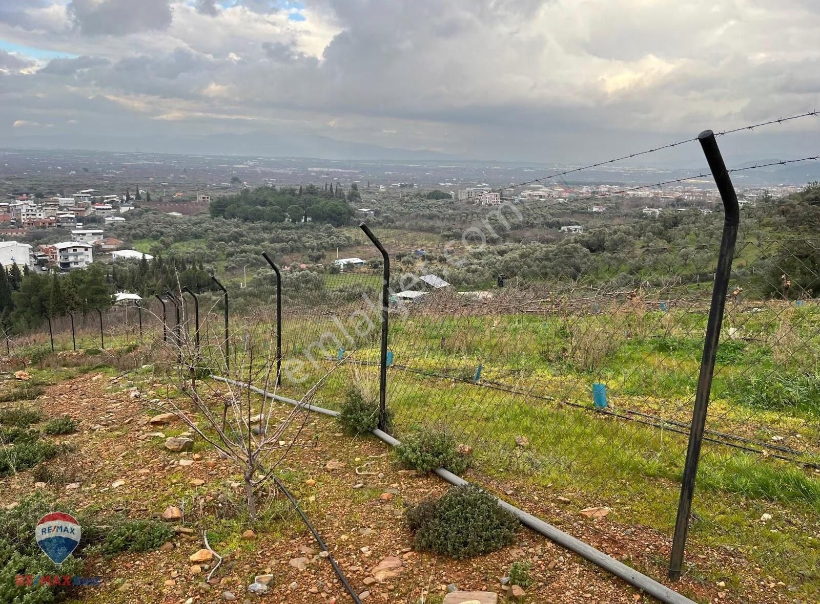 24 Kemalpaşa Yiğitlerde Teraslanmış, Manzaralı Zeytinlik - Görsel 26