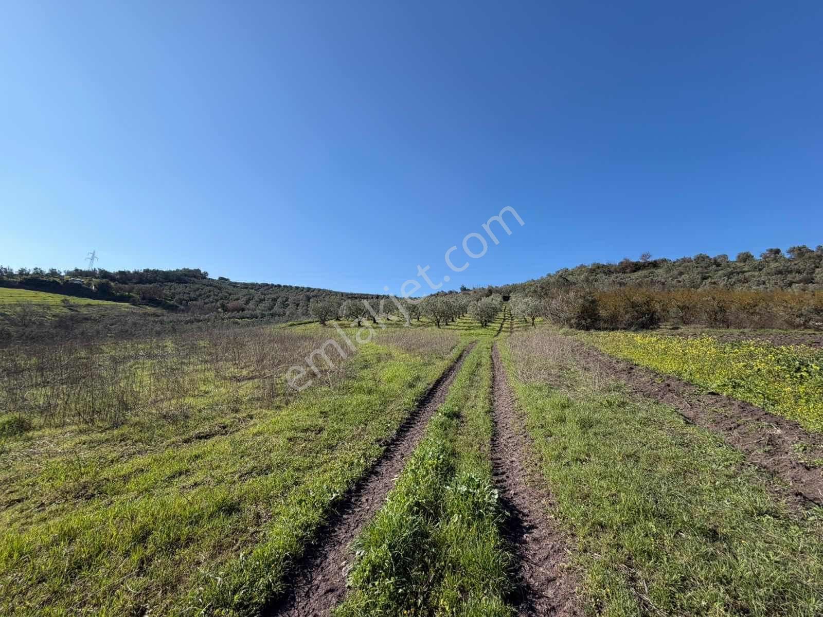 Gemlik Kurtul Da Lojistik Bölgeye Komşu 4142 M2 Satılık Tarla - Görsel 11